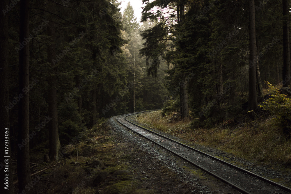 im Wald im Wald