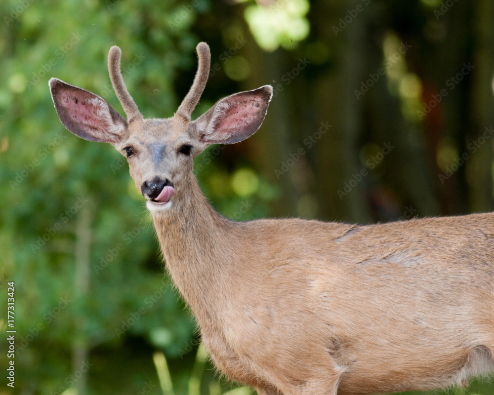 Young Mule Deer Buck Tongue Out Young Mule Deer Buck Tongue Out