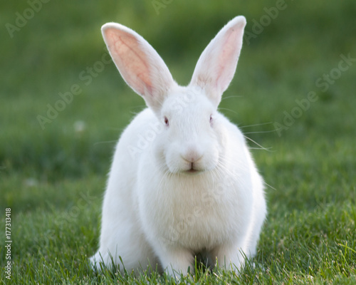 White Rabbit © Scott