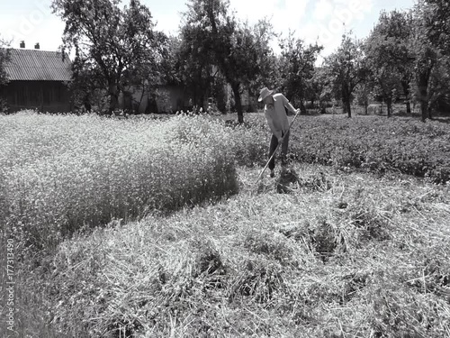 The man is mowing a mustard grass with spit. Black and white.