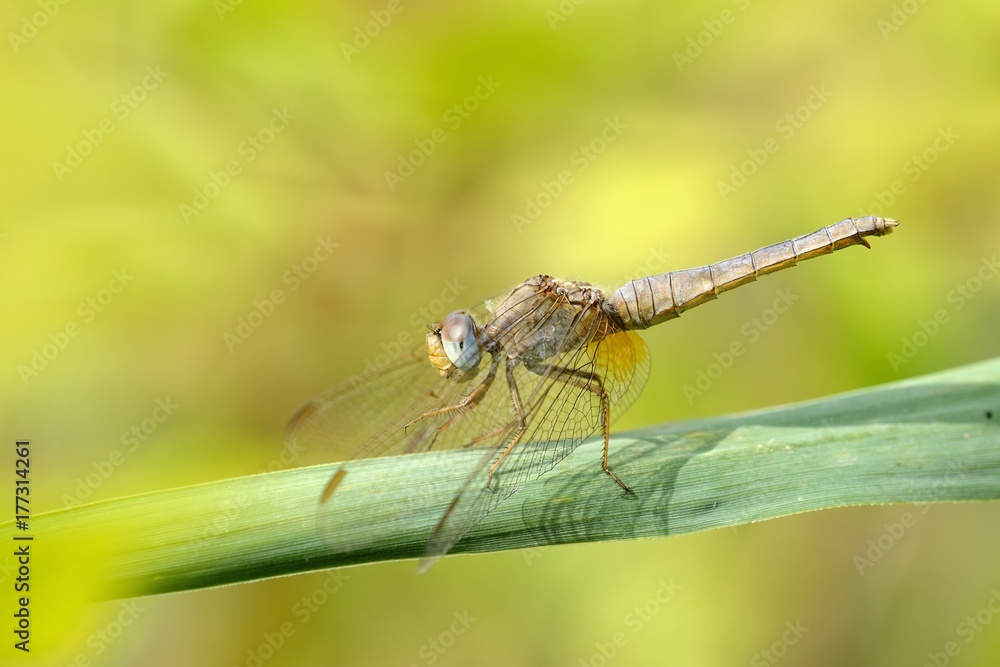 Libellula posata su foglia-Crocothemis erythraea, femmina Libellula posata su foglia-Crocothemis erythraea, femmina