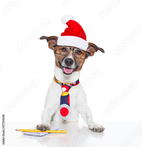 dog at office with santa hat for christmas © Javier brosch