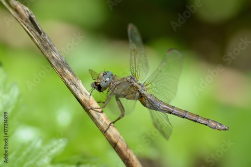 Libellula posata su canna secca-Orthetrum coerulescens,femmina © fabiosa_93