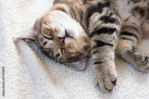 Cute Kitten Sleeping on a Fuzzy Blanket