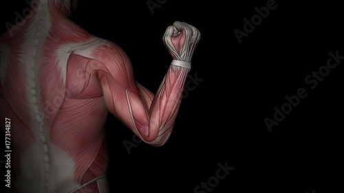 Biceps and triceps muscles at work, 3D animation. 