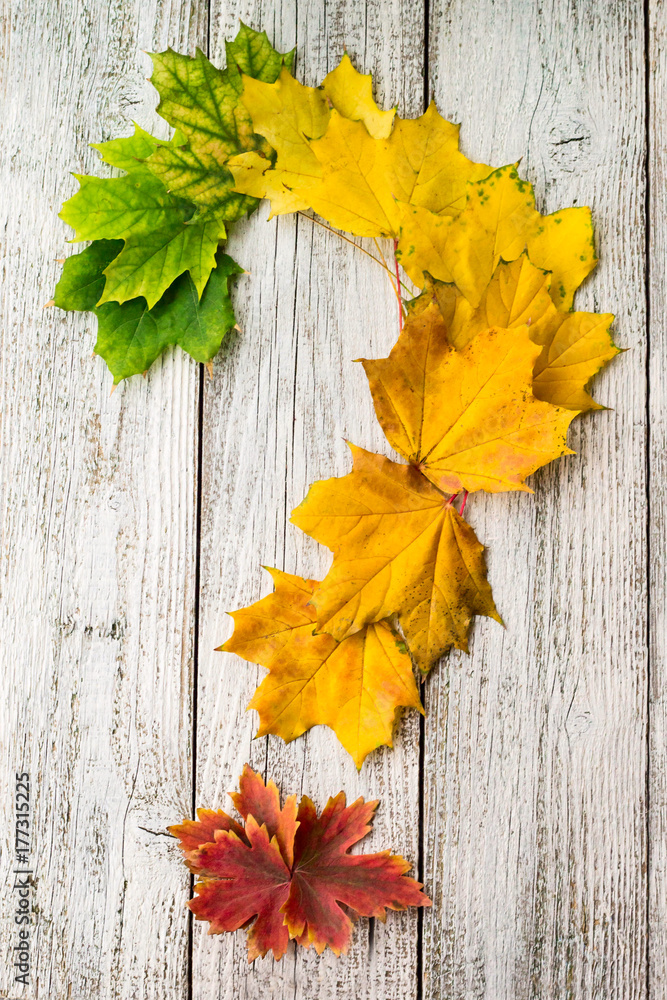 Maple leaves with color gradient on white wooden background arranged in the shape of a question mark Maple leaves with color gradient on white wooden background arranged in the shape of a question mark