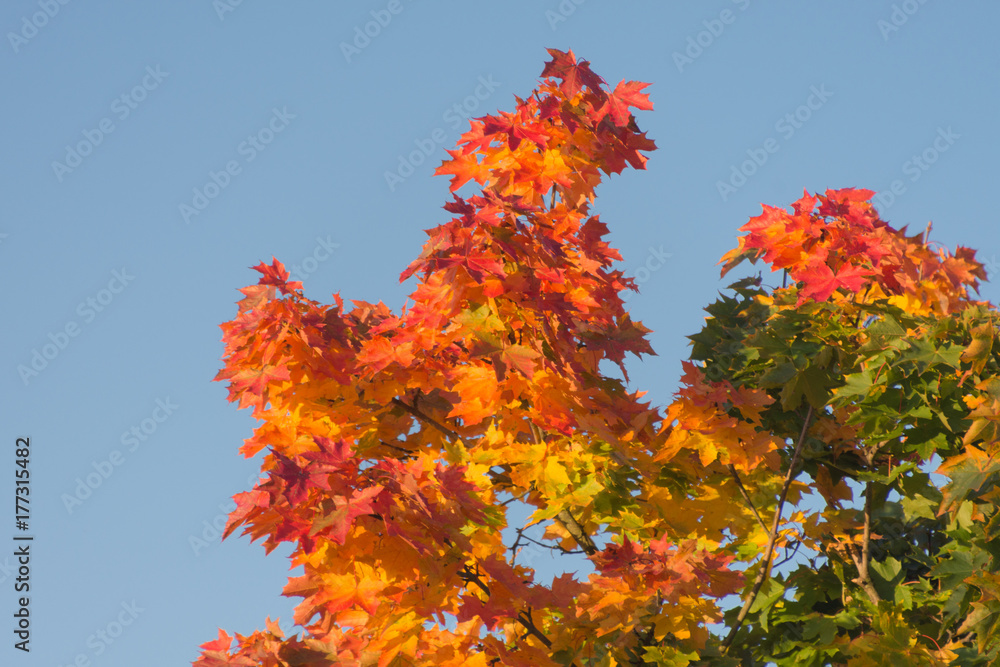 Herbstlaub eines Ahornbaumes vor blauem Himmel