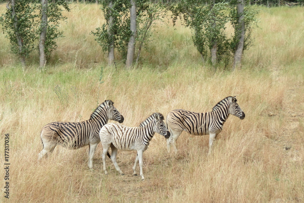 Fototapeta premium Trifecta of Zebras