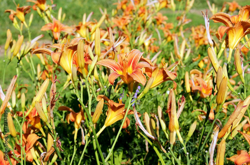 bright daylilies in the sun in the garden photo