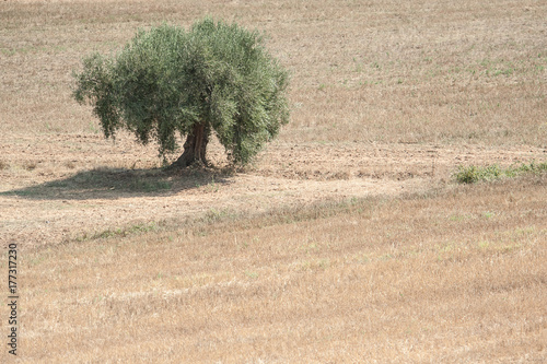 paesaggio estivo
