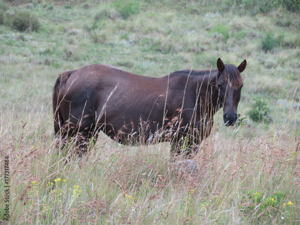 Fototapeta premium Horse