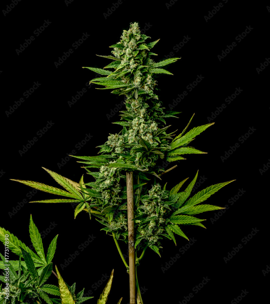 AK-47 variety of medical marijuana AK-47 variety of medical marijuana