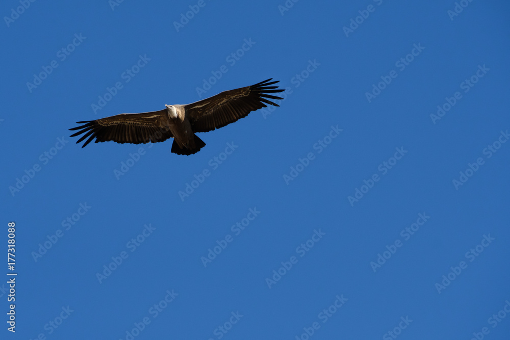 Le Vautour fauve volant sur le ciel bleu. Le Vautour fauve volant sur le ciel bleu.