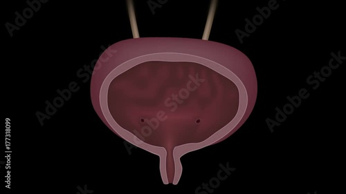 Urine voiding animation