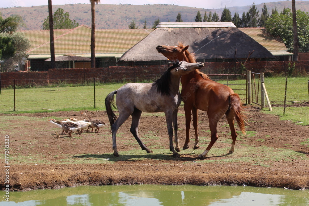 Horses playing
