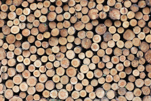 Wood Log Background