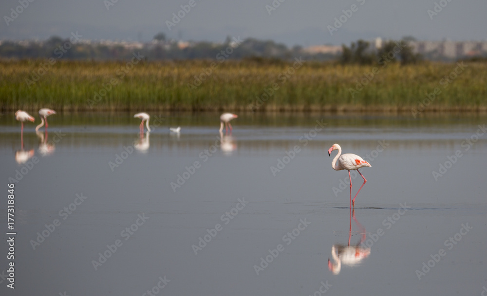 Flamingos in the Camargue national park