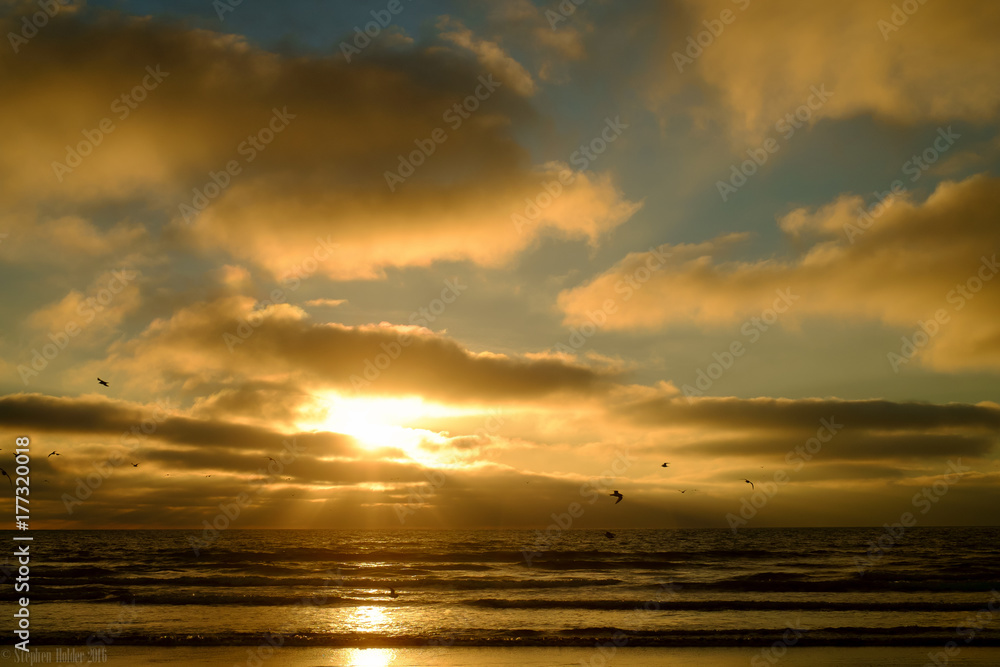 Naklejka premium Avian dawn