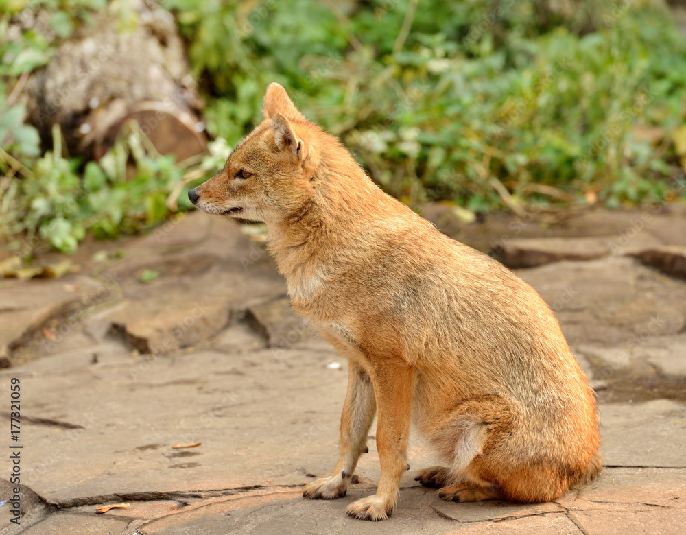 Obraz premium Golden jackal (Canis aureus)