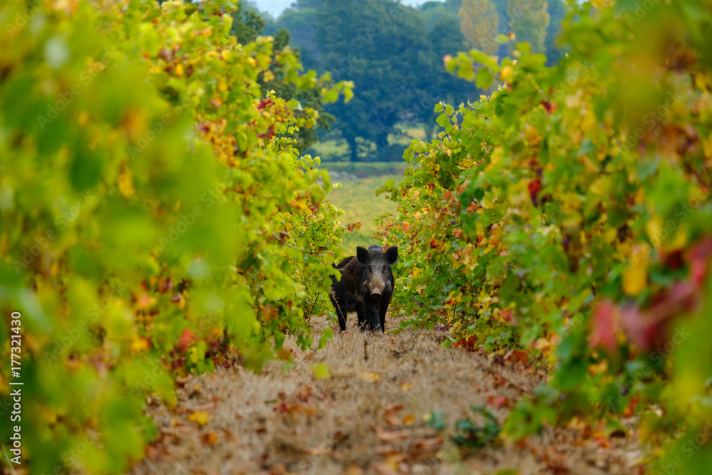 Le sanglier en face dans les vignes en automne.
