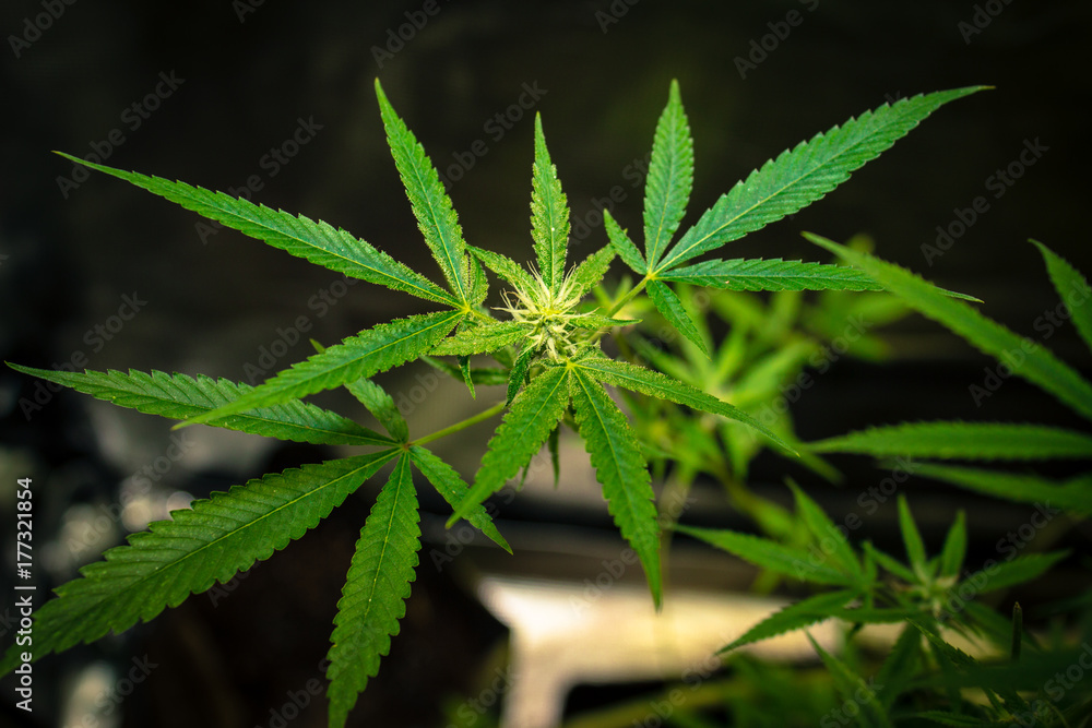 Kosher Kush California Medical Marijuana
Kosher Kush California Medical Marijuana