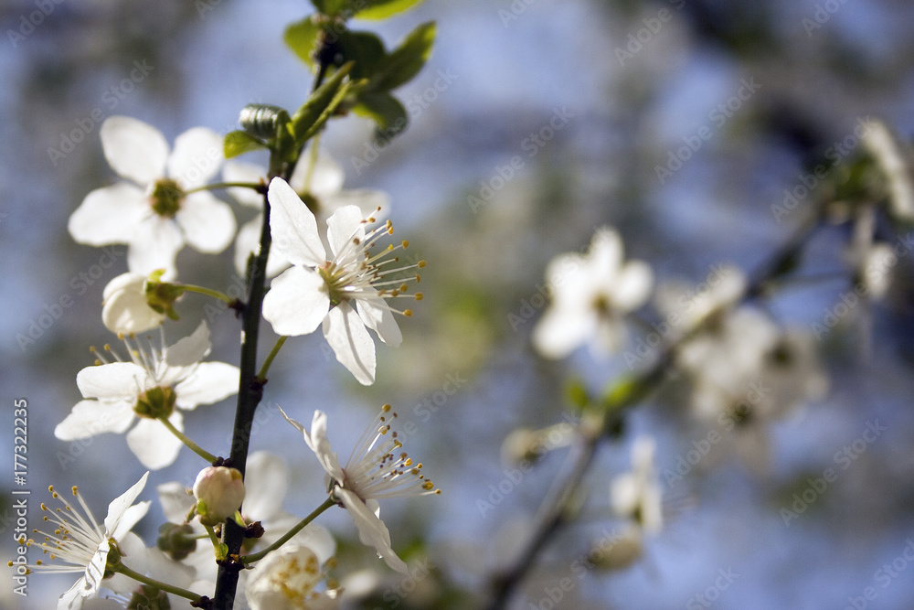 cherry blossom, cherry, blossom, spring, nature, branch, flowers, blooming, petal., macro, blossoming cherry blossom, cherry, blossom, spring, nature, branch, flowers, blooming, petal., macro, blossoming