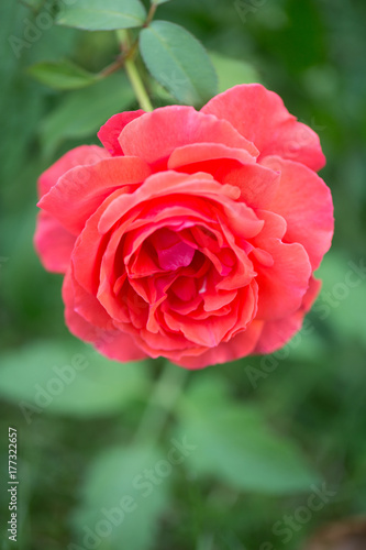Rose vertical 