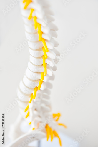 Close up part of human spine model with nervous processes on the light background. Medical, health and body care concept. Selective focus.