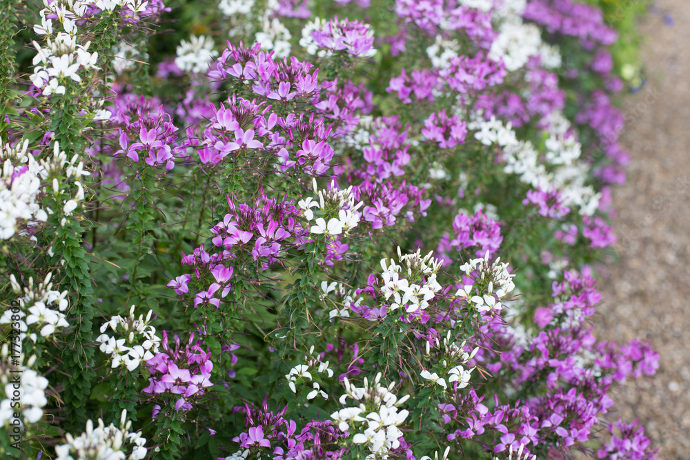 Purple and white flowers along a gravel road 