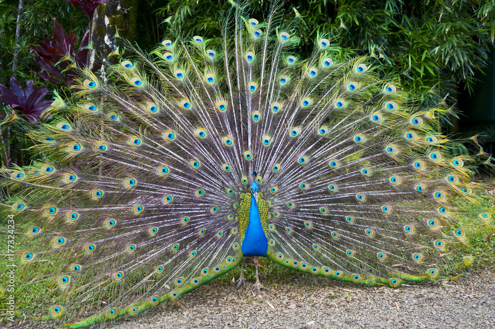 Obraz premium Peacock