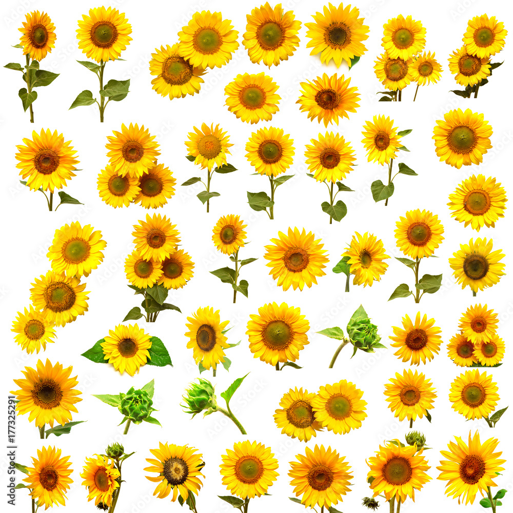 Sunflowers collection on the white background. Yellow flower. Seeds oil. Flat lay, top view Sunflowers collection on the white background. Yellow flower. Seeds oil. Flat lay, top view