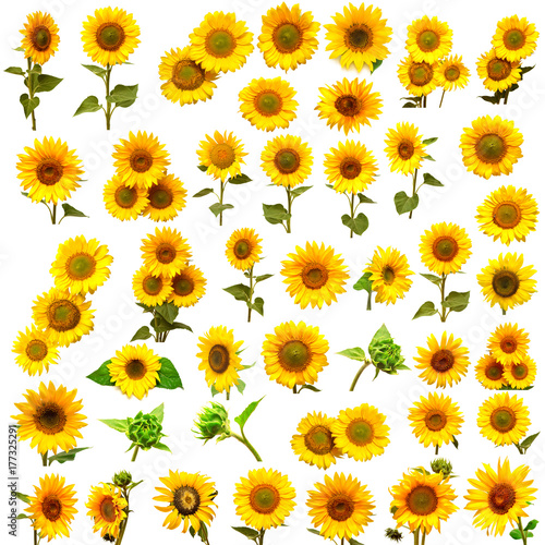 Fototapeta Naklejka Na Ścianę i Meble -  Sunflowers collection on the white background. Yellow flower. Seeds oil. Flat lay, top view