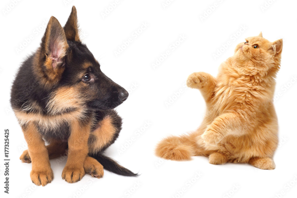 Persian kitten attacking the paws of German Shepherd puppy close-up isolated on a white background.  Set pets Dog and Cat are played