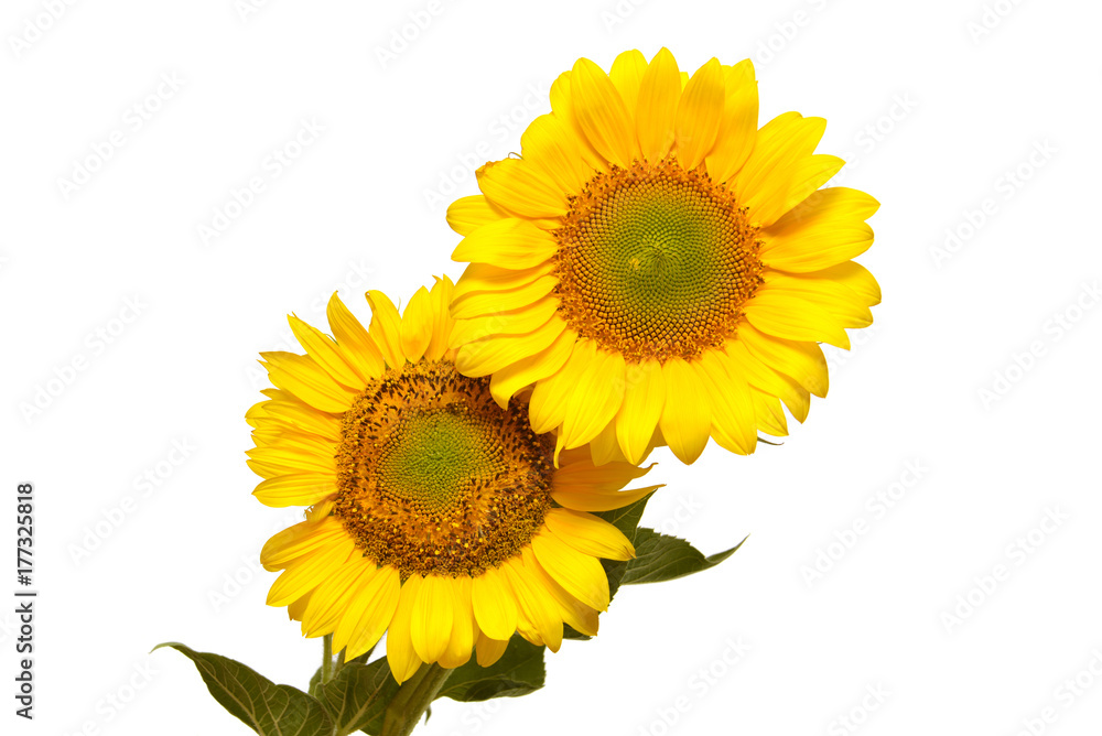 Fototapeta premium Two sunflowers isolated on white background. Flower bouquet. The seeds and oil. Flat lay, top view