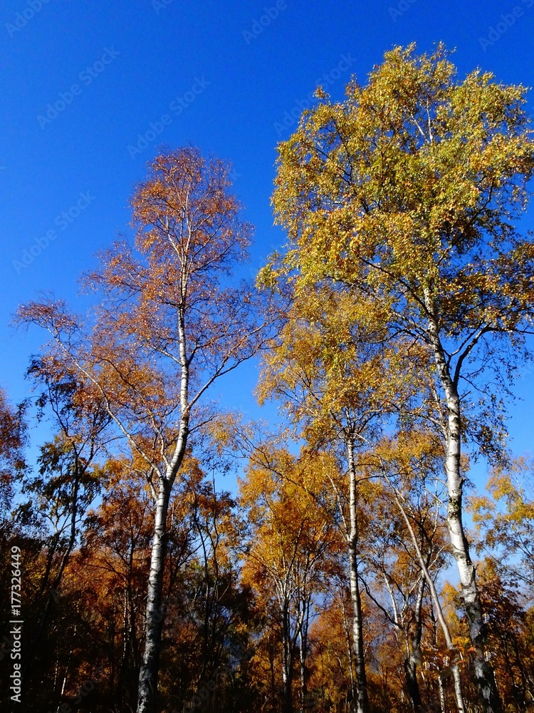 panorama autunnale alberi cielo natura azzurro