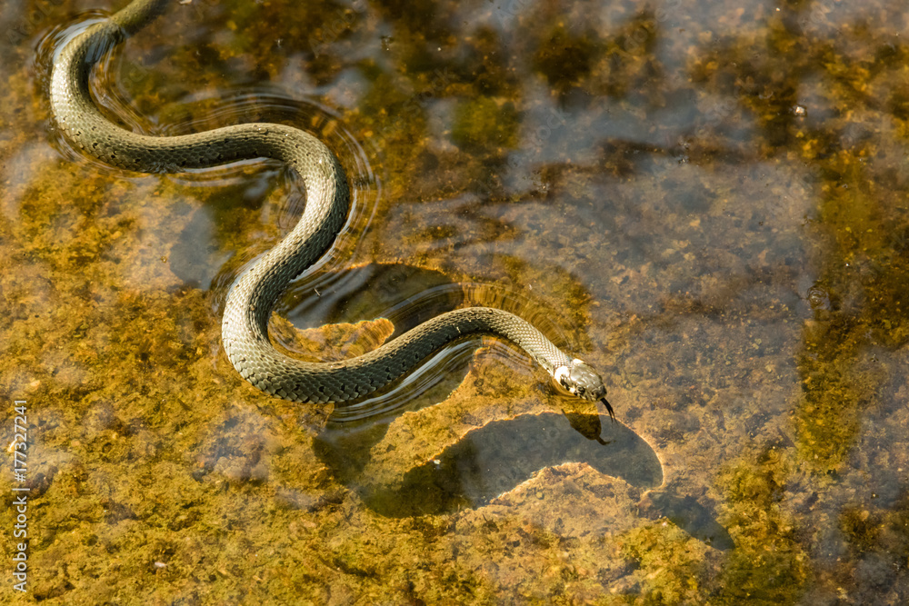 swimming snake swimming snake