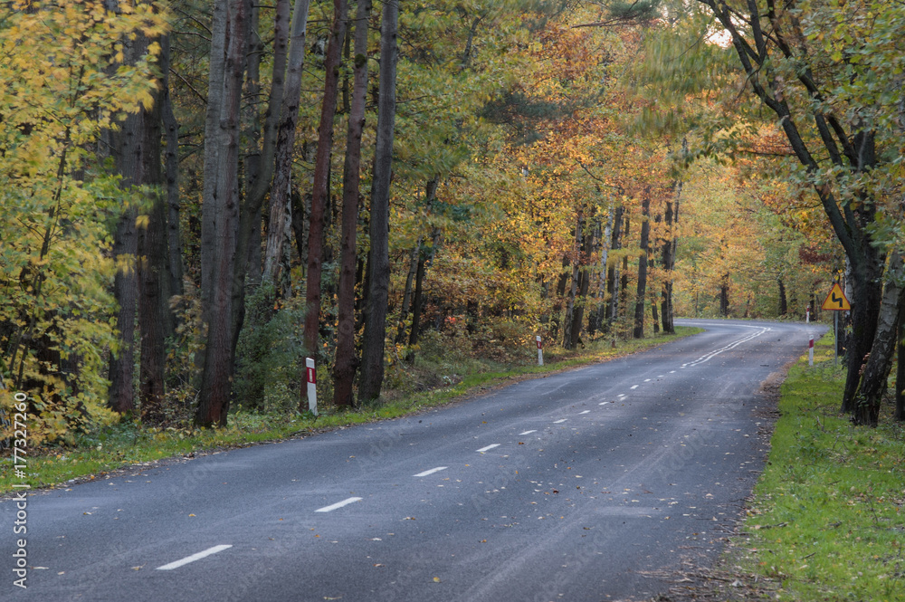 Fototapeta premium Asfaltowa droga jesienią.