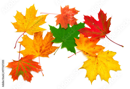 Autumn maple leaves isolated on white background. Falling foliage. Flat lay  top view  creative concept