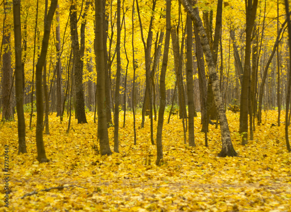 Obraz premium October in park. Golden foliage and a thick layer of fallen leaves on the ground