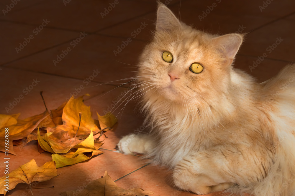 Maine Coon Katze mit herbstlichen Blättern