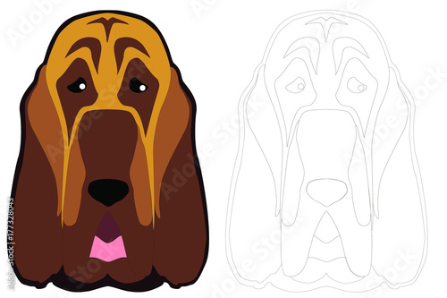 Bloodhound dog breed muzzle
