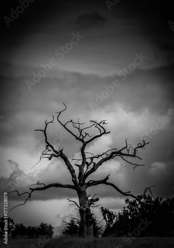 old tree © stuart