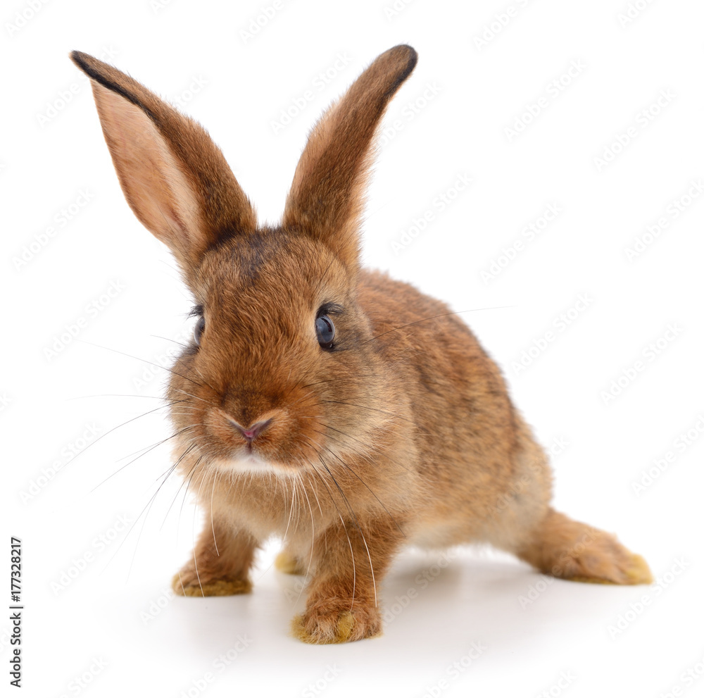 Fototapeta premium Brązowy królik na białym tle.