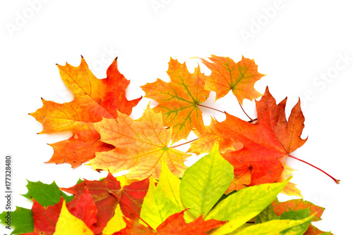 Wallpaper Mural Autumn maple leaves isolated on white background. Falling foliage. Flat lay, top view, creative concept Torontodigital.ca