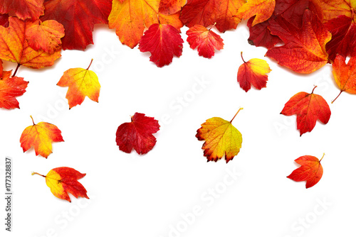 Autumnal leaves of the viburnum yellow and red isolated on white background. Guelder rose. Flat lay, top view