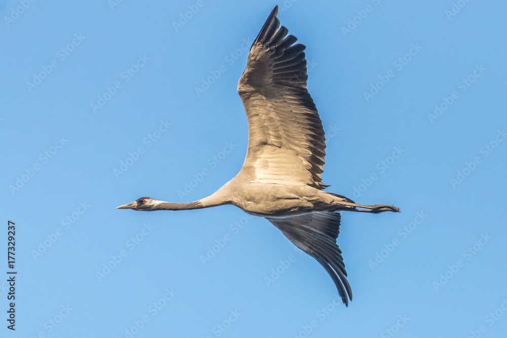 Obraz premium Kranich im flug