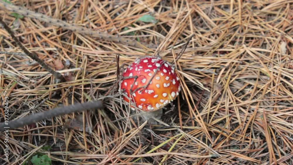 Mushroom Amanita