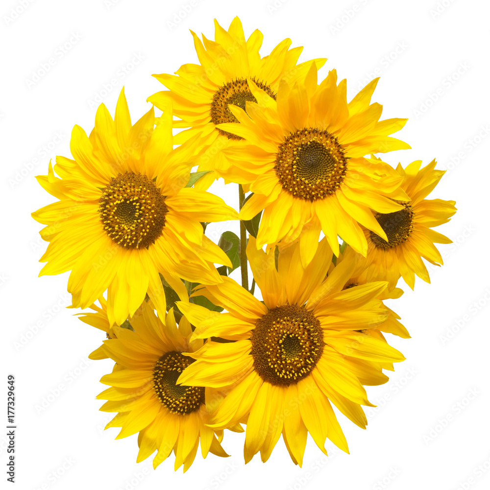 Obraz premium Beautiful bouquet of sunflower flowers isolated on white background. Agriculture, oil, seeds. Fashionable and creative composition. Flat lay, top view