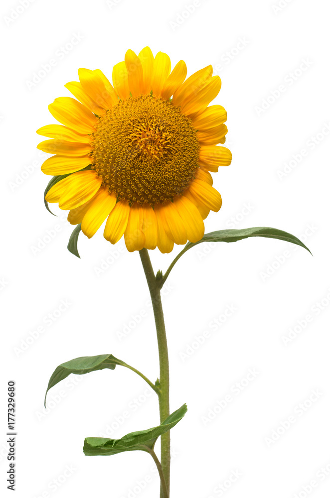 Fototapeta premium Flower of sunflower isolated on white background. Seeds and oil. Flat lay, top view