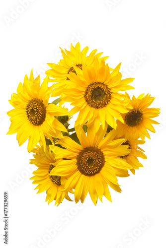 Fototapeta Naklejka Na Ścianę i Meble -  Beautiful bouquet of sunflower flowers isolated on white background. Agriculture, oil, seeds. Fashionable and creative composition. Flat lay, top view